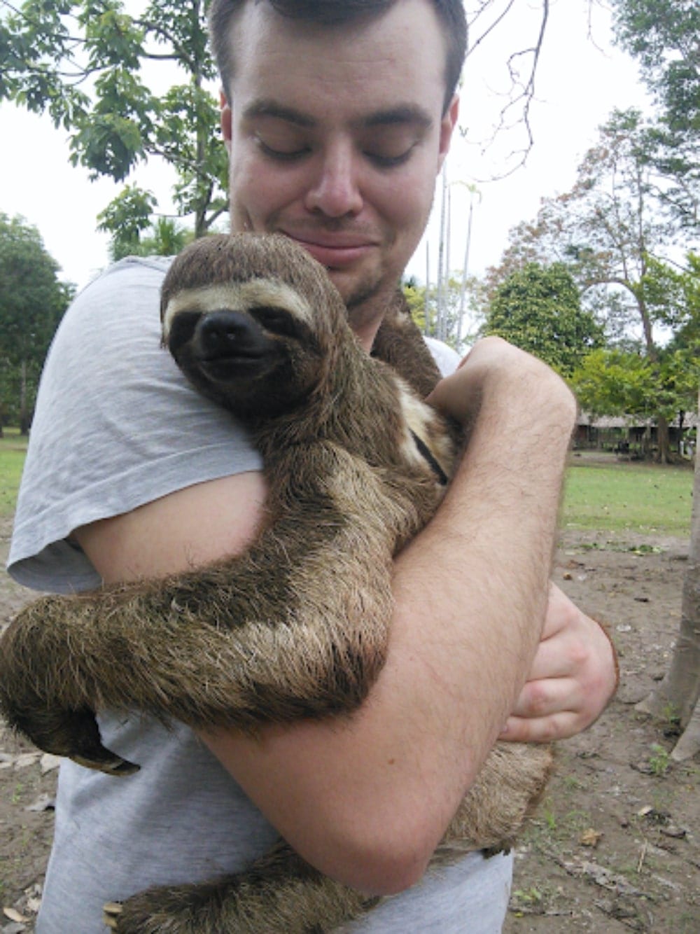 Sloths in Iquitos