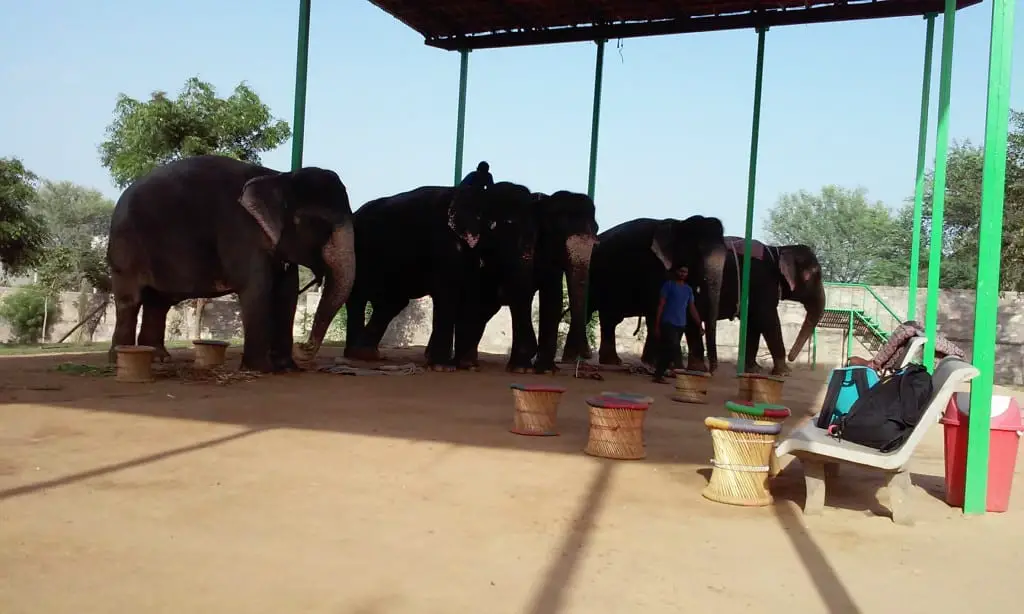 A day with with elephants in Jaipur