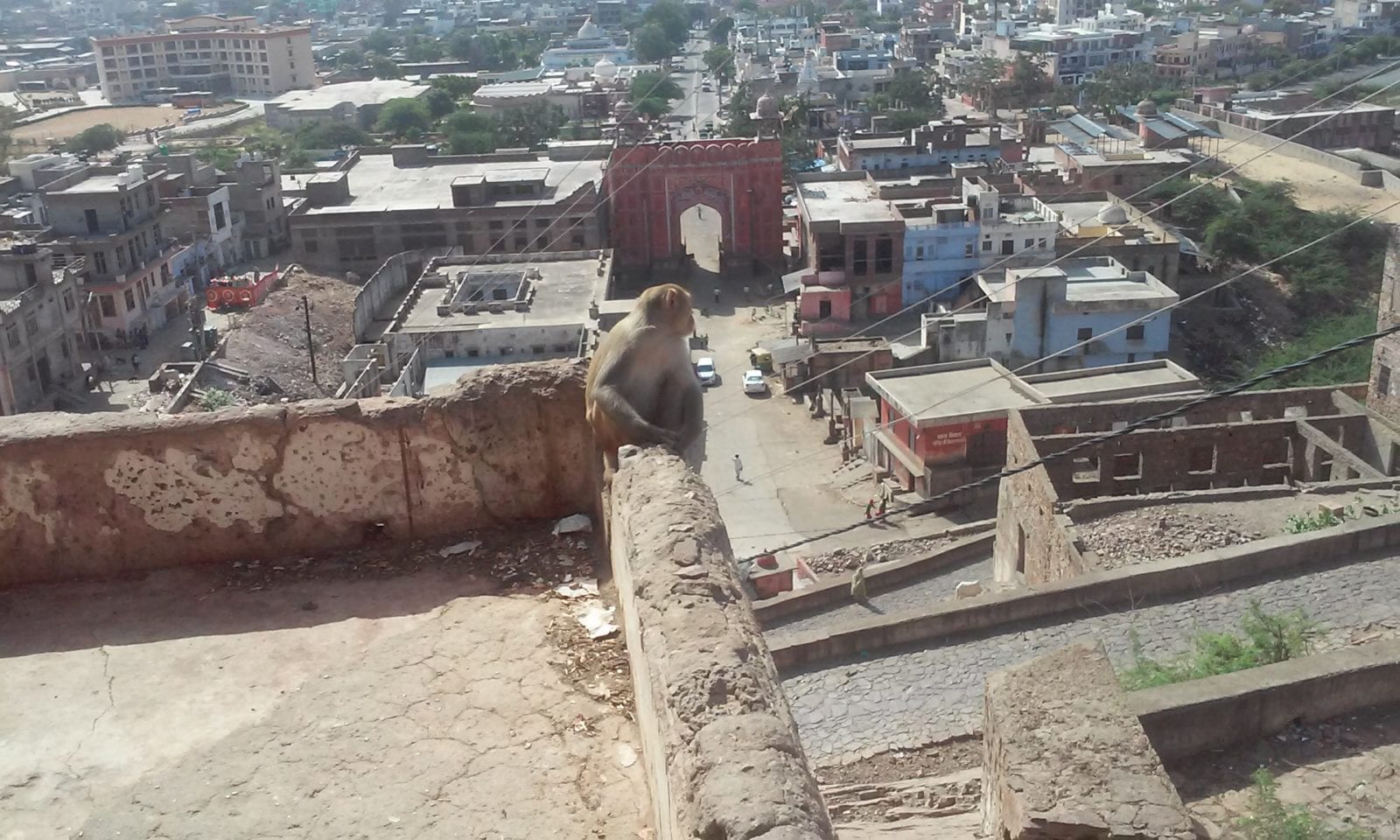 Backpacking in Rajasthan - Monkey temple