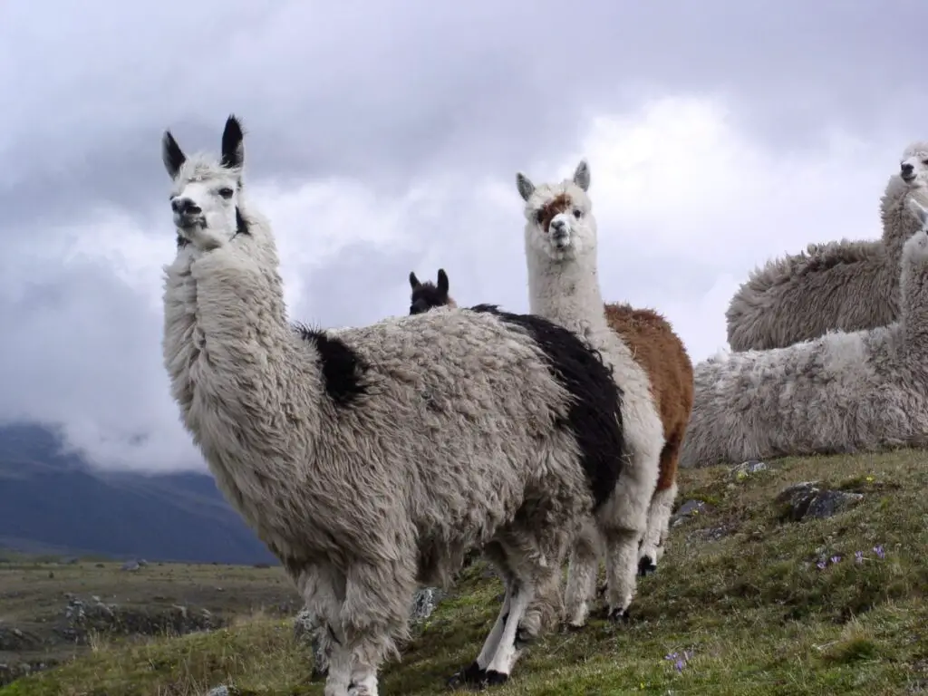 Ecuador llamas